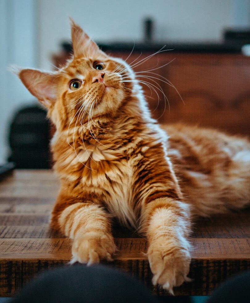 selective focus photography of orange and white cat on brown table