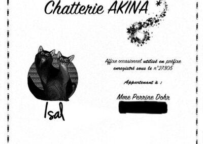 Attestation affixe Chatterie Akina Abyssin